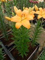 [5107 Ravello VH No02.JPG]